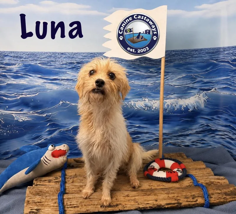 Luna thumbnail 2