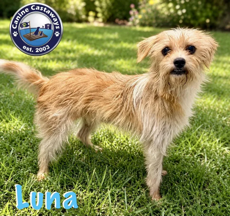 Luna thumbnail 3