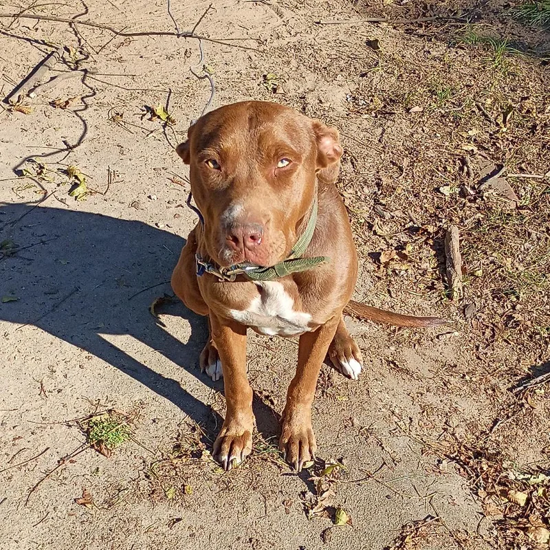 An adult medium-sized female Brown / Chocolate Mixed Breed dog named Sugar for adoption in Columbus, GA