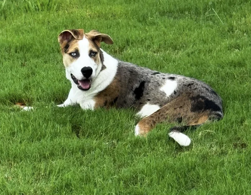 A baby medium-sized female Catahoula Leopard Dog dog named Ivy for adoption in Richmond, TX