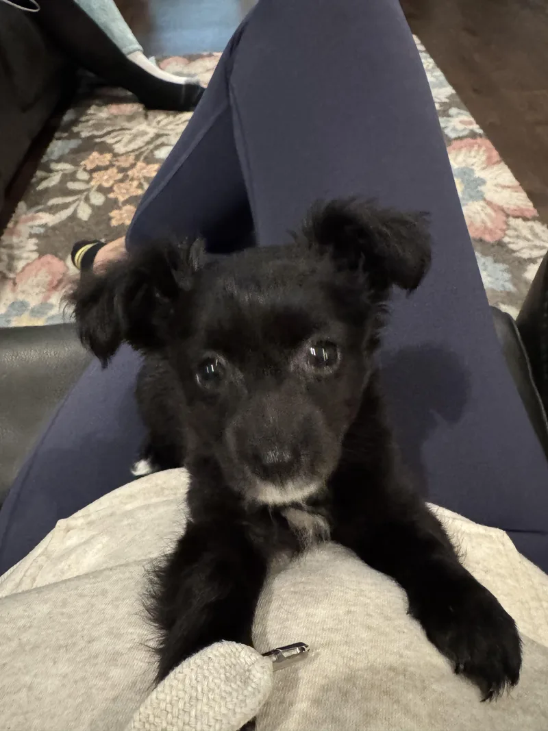 A baby small-sized male Chihuahua dog named Bullet for adoption in Penryn, CA