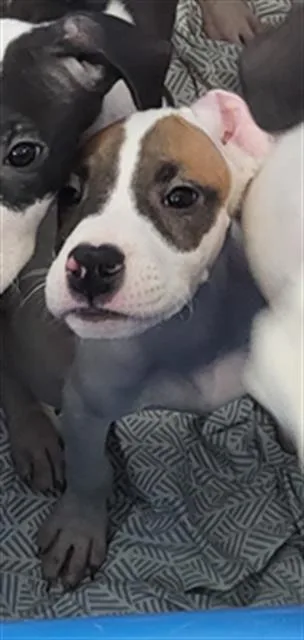 A baby large-sized female Mixed Breed dog named Garnet for adoption in Dallas, TX