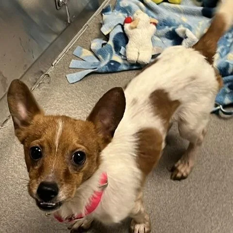 A young small-sized male Red / Chestnut / Orange Mixed Breed dog named Mickey for adoption in Baltimore, MD