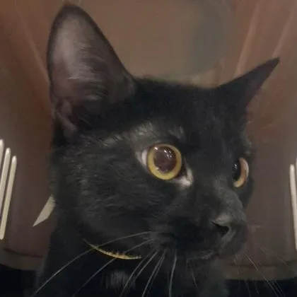 An adult medium-sized male Domestic Short Hair cat named Muse for adoption in Cincinnati, OH