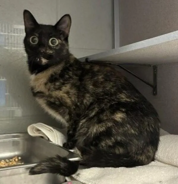 A young small-sized female Domestic Short Hair cat named Kat for adoption in Salt Lake City, UT