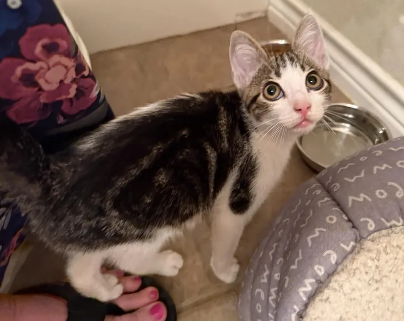 A baby medium-sized male Tabby (Tiger Striped) Domestic Short Hair cat named Purr Grr King for adoption in Houston, TX