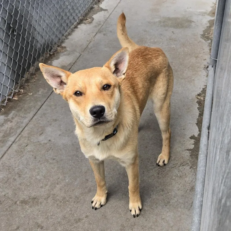 A young medium-sized male Golden Labrador Retriever dog named Ohio for adoption in Tawas City, MI