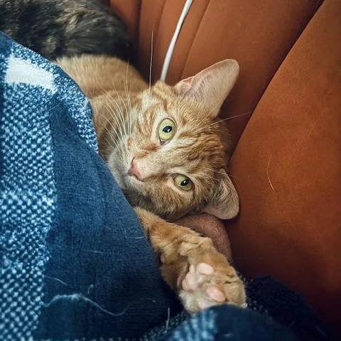 An adult large-sized female Orange / Red Domestic Short Hair cat named Simba for adoption in Inver Grove Heights, MN