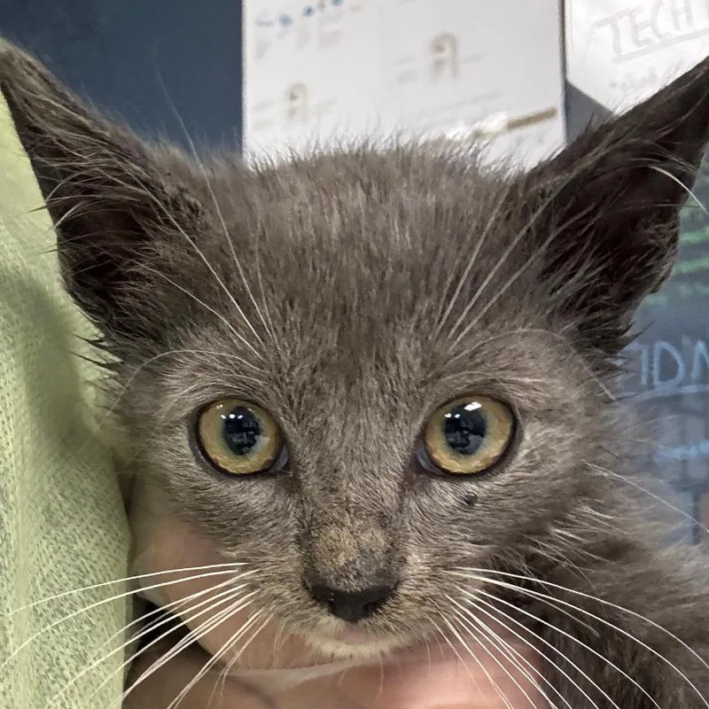 A baby small-sized male Gray / Blue / Silver Domestic Short Hair cat named Egypt for adoption in Newark, NJ