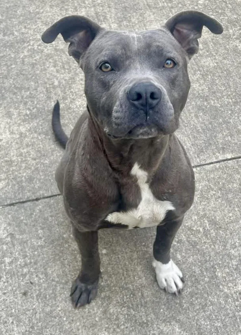 An adult medium-sized female Gray / Blue / Silver Pit Bull Terrier dog named Cookie for adoption in Chicago, IL