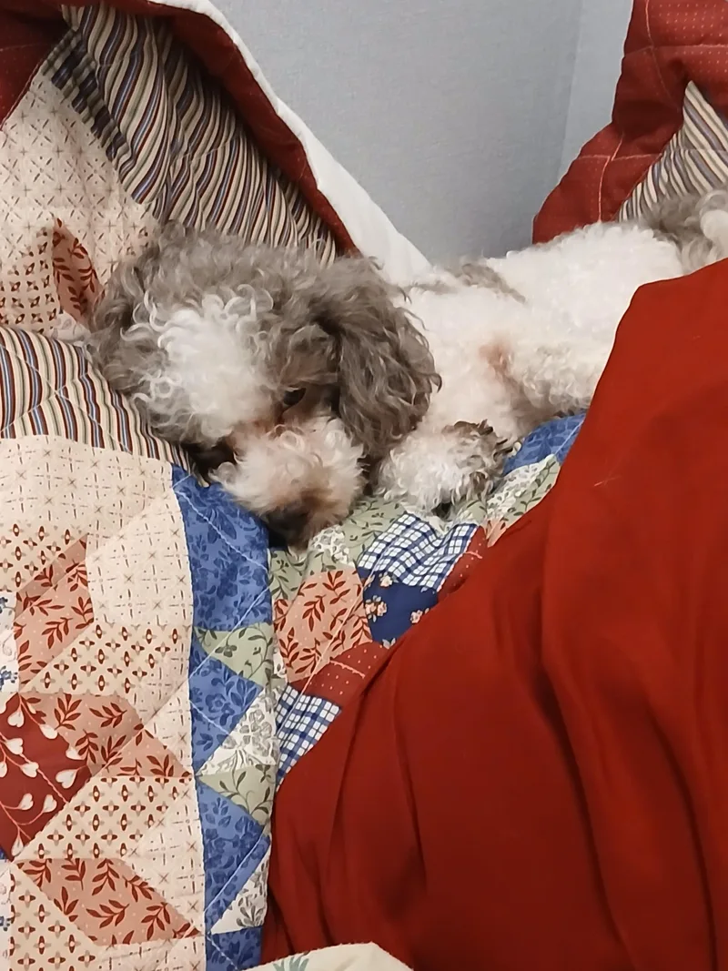 An adult small-sized male Poodle (Toy) dog named Koa for adoption in Carey, OH