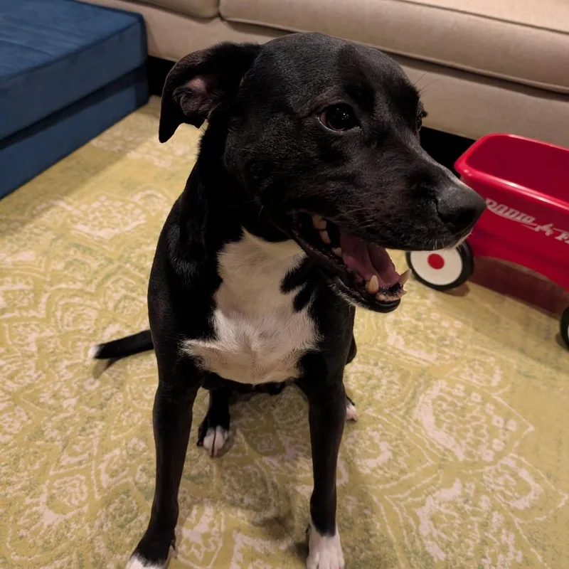 An adult medium-sized male Black Labrador Retriever dog named Alvin for adoption in New Orleans, LA