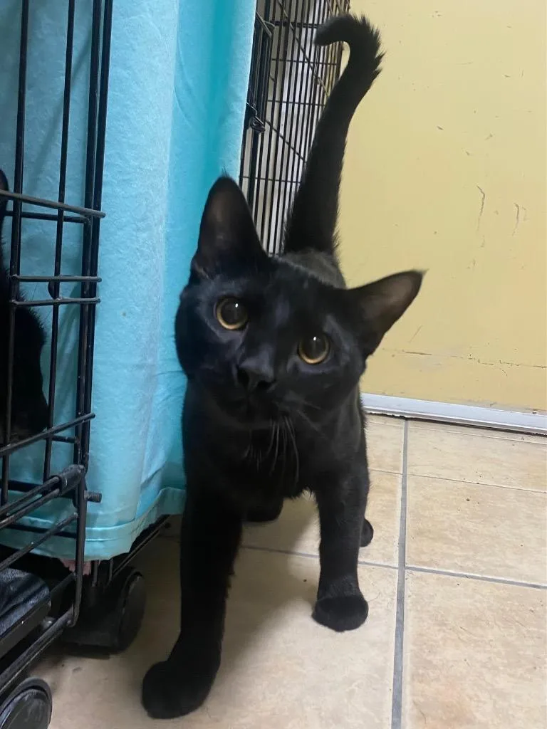 A young medium-sized male Domestic Short Hair cat named Smaug for adoption in Fall River, MA