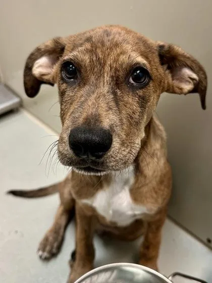 A baby large-sized male Mixed Breed dog named Tiger Lilly for adoption in Wichita, KS