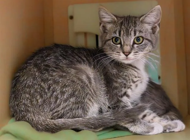 A baby medium-sized female Domestic Short Hair cat named Bunko . for adoption in Cookeville, TN