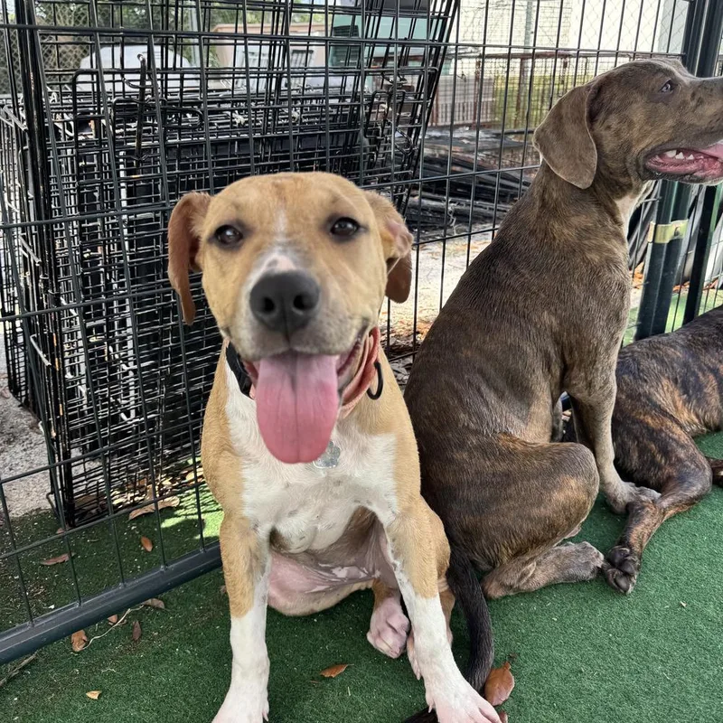 A baby small-sized female Tricolor (Brown, Black, & White) American Bulldog dog named Mercy for adoption in Lakeland, FL