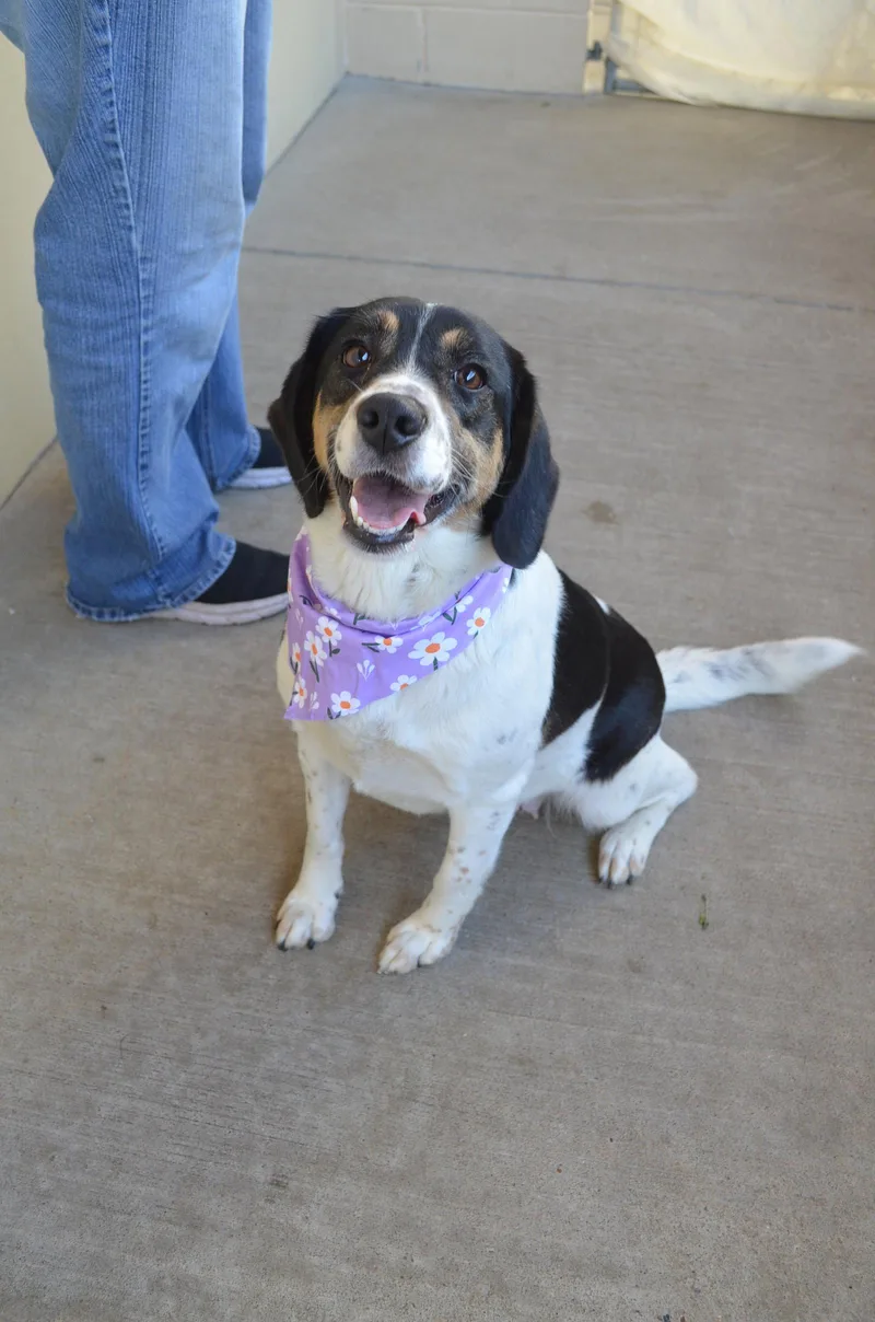 Tulip Snout thumbnail 2