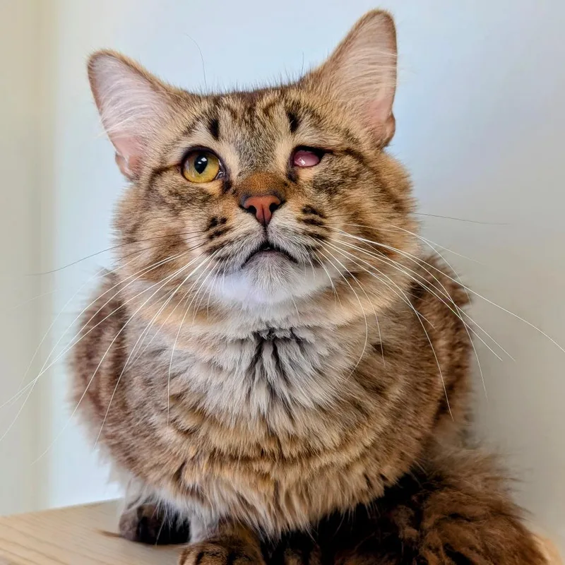 An adult medium-sized male Tabby (Brown / Chocolate) Domestic Long Hair cat named Bulgogi for adoption in Evanston, IL