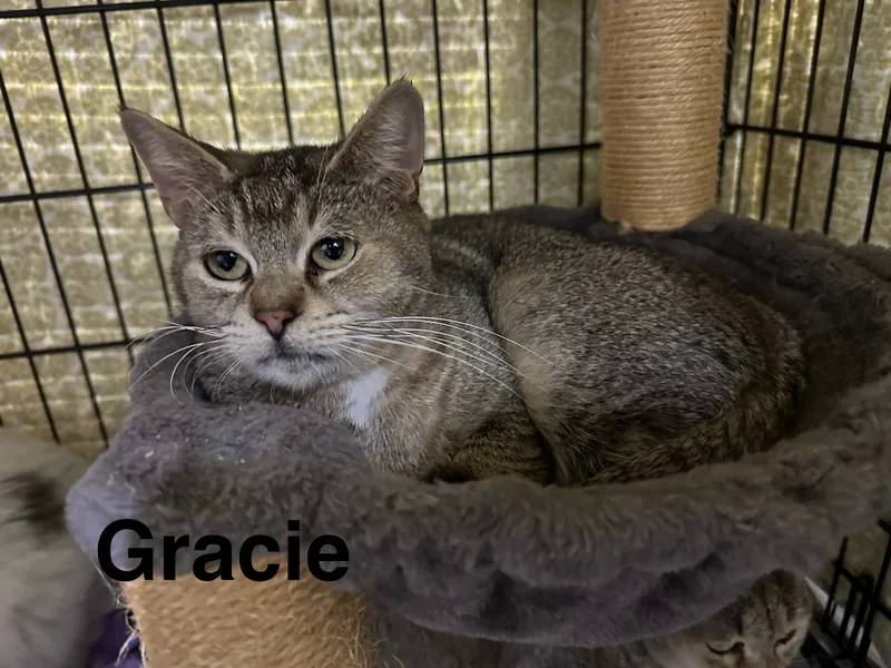 Gracie
