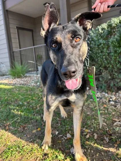 Hefty Hefty Hefty thumbnail 3