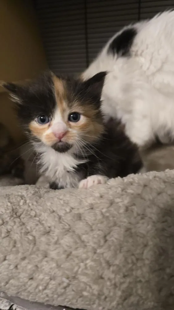A baby small-sized female Black & White / Tuxedo Domestic Long Hair cat named Hermes for adoption in Pacifica, CA