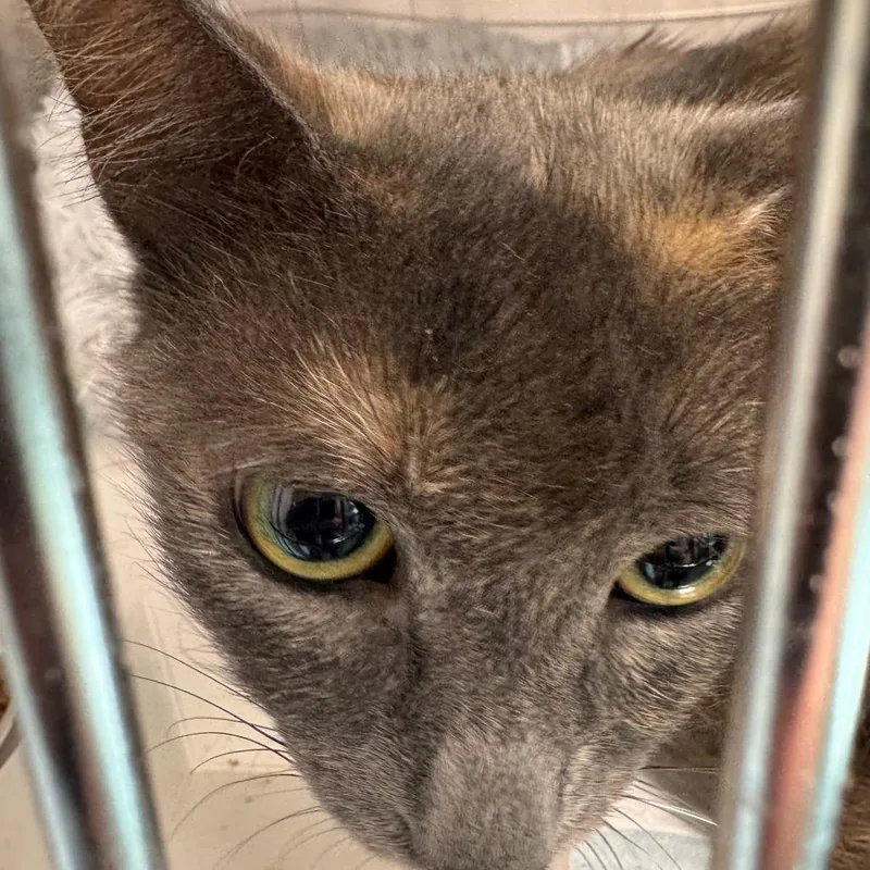 An adult medium-sized female Black Domestic Short Hair cat named Maiden Marian for adoption in Clearwater, FL