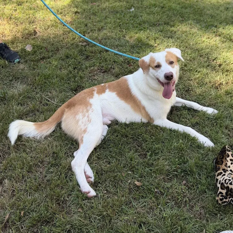 An adult medium-sized male Australian Shepherd dog named George for adoption in Locust Fork, AL