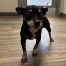 A senior small-sized female Black Chihuahua dog named Trixie Trailmix for adoption in Ramona, CA