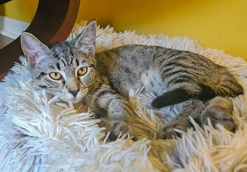 A baby medium-sized female Tabby (Gray / Blue / Silver) Domestic Short Hair cat named Frances for adoption in Englewood, NJ