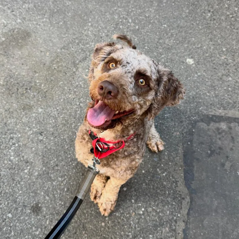 A young medium-sized male Apricot / Beige Poodle dog named Otis for adoption in Brooklyn, NY