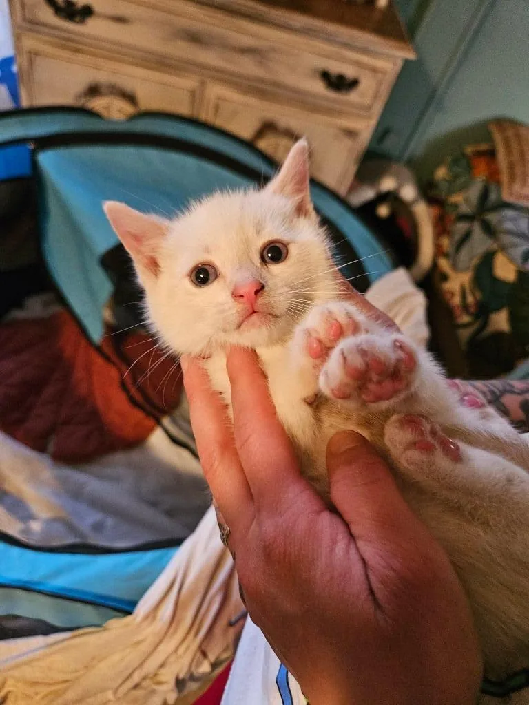 A baby small-sized male Domestic Short Hair cat named Ghost for adoption in LIberty, NY
