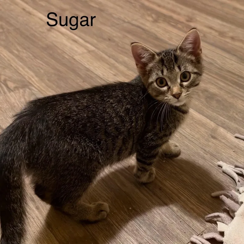 A baby medium-sized female Tabby (Brown / Chocolate) Tabby cat named Sugar for adoption in Wyandotte, MI