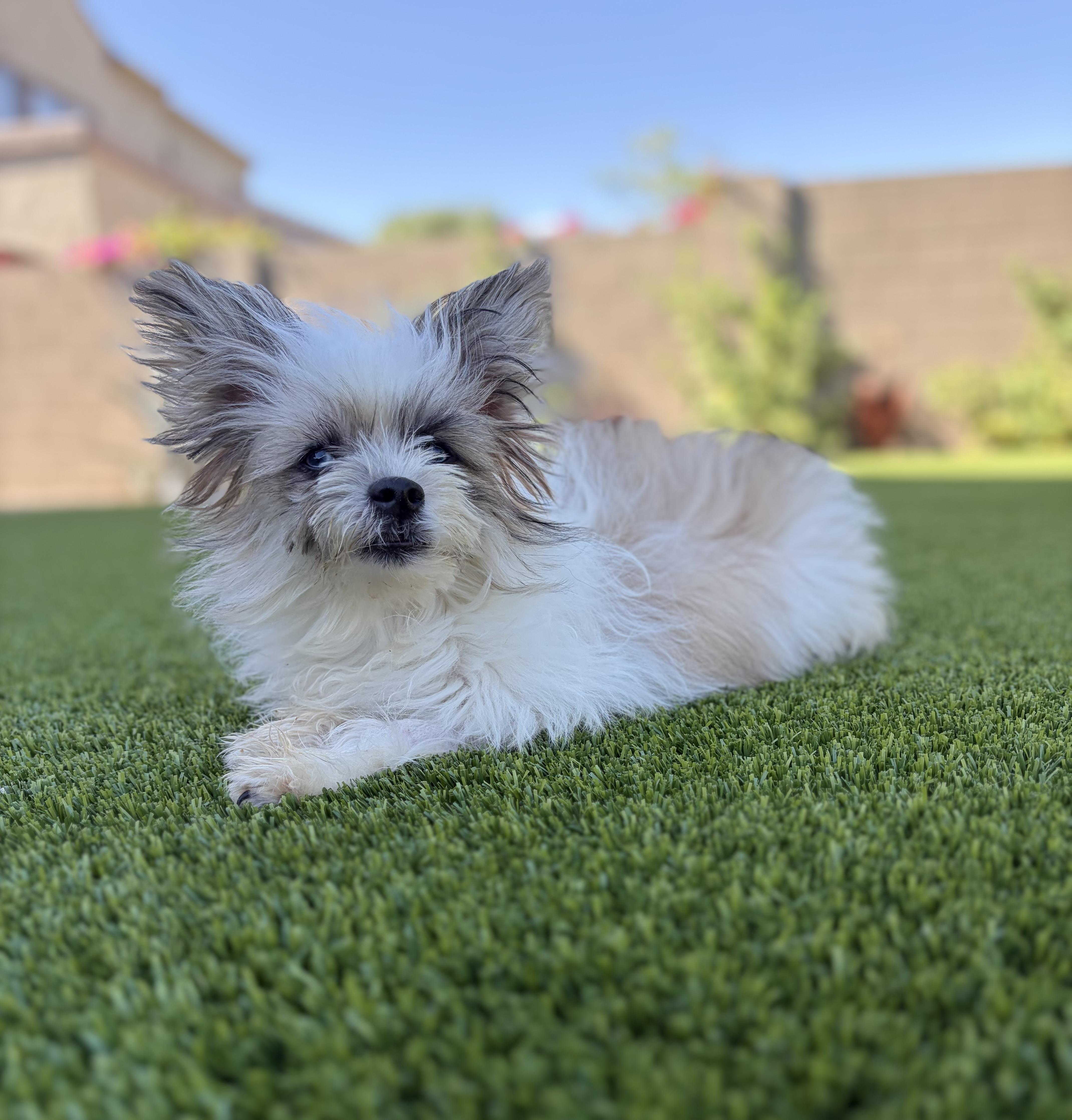 A baby small-sized male Shih Tzu dog named Gizmo for adoption in Phoenix, AZ