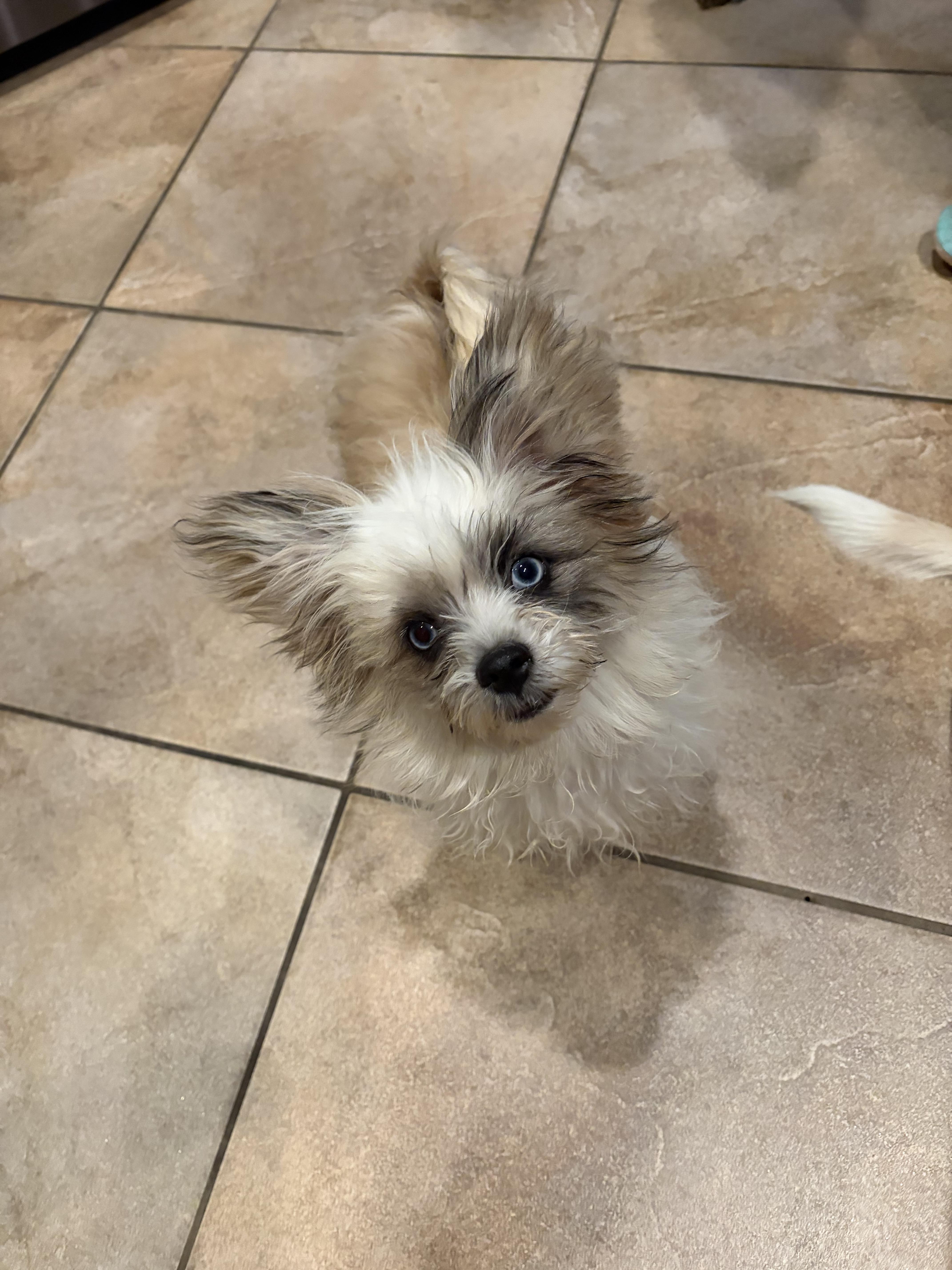 Gizmo thumbnail 2