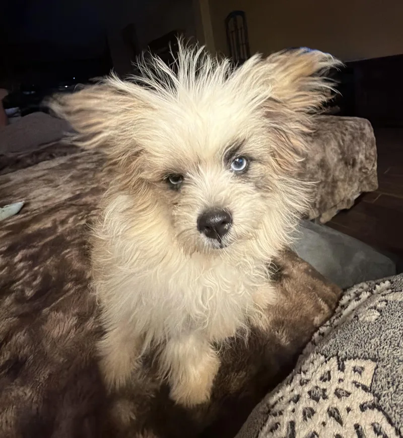 Gizmo thumbnail 3