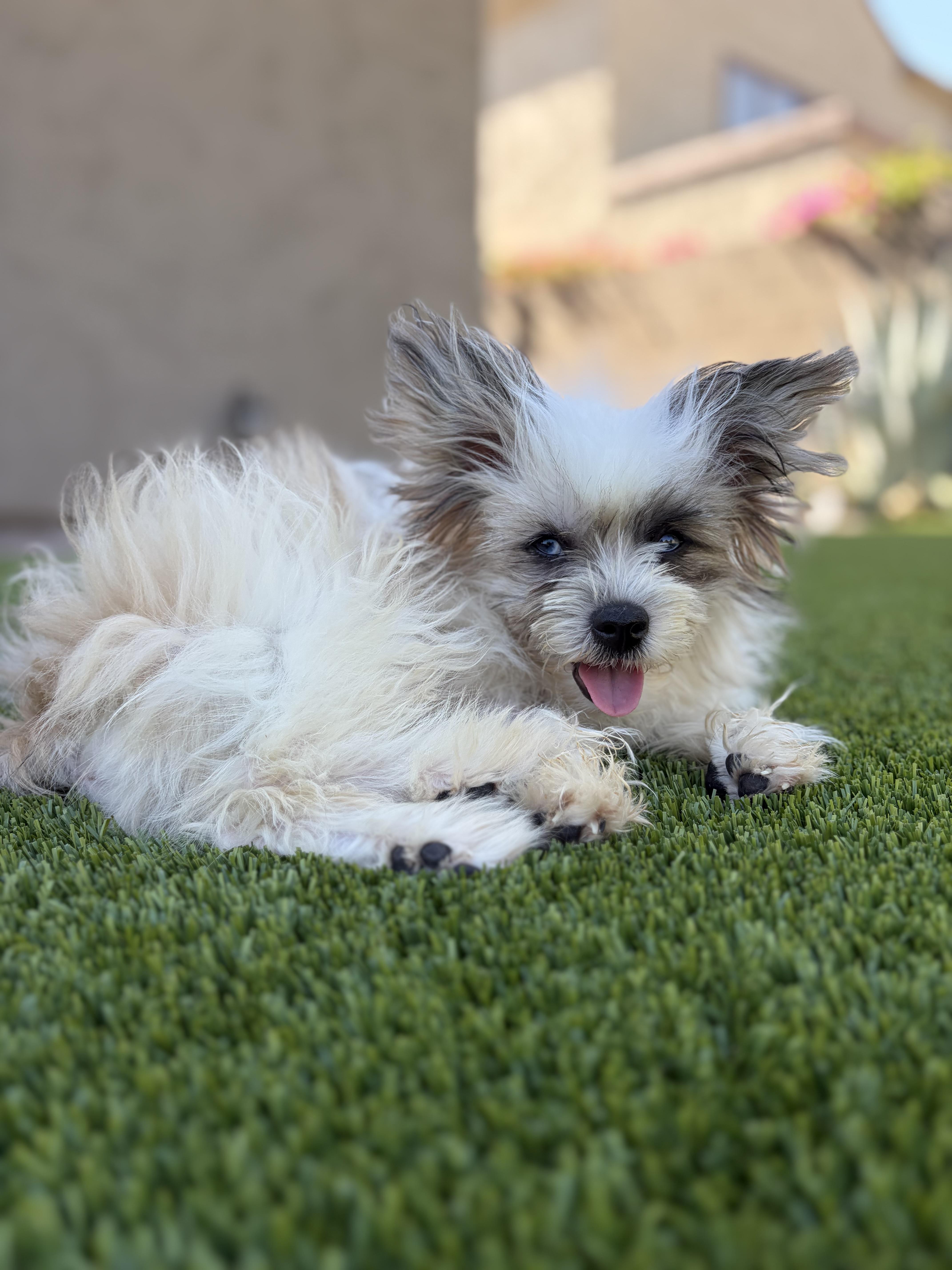 Gizmo thumbnail 4