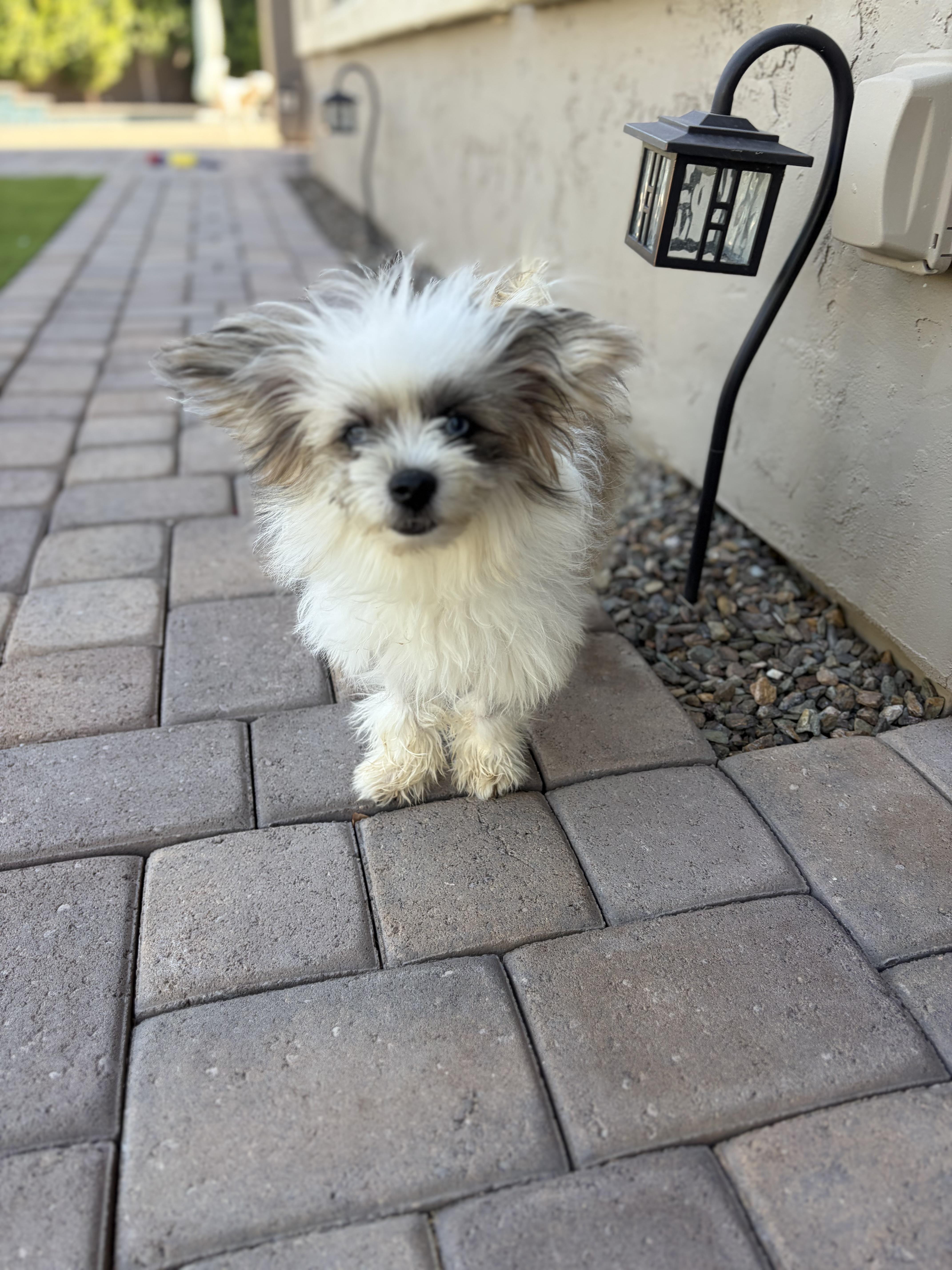 Gizmo thumbnail 5