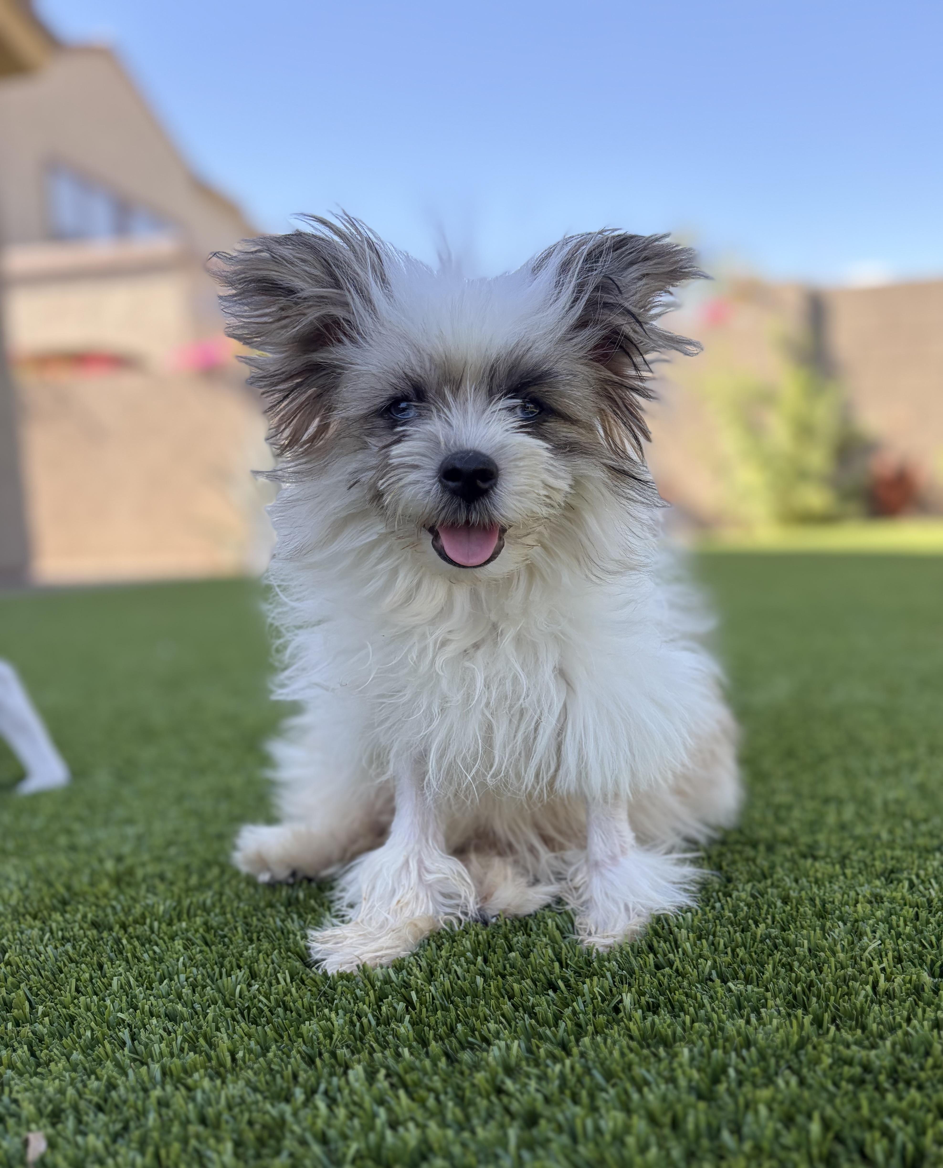 Gizmo thumbnail 6