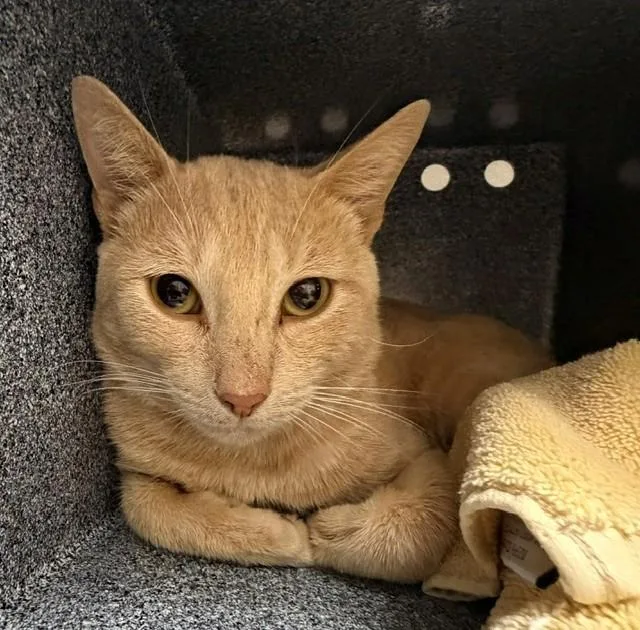 An adult medium-sized male Domestic Short Hair cat named Dusty for adoption in Naples, FL