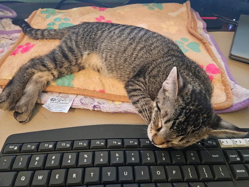 A baby small-sized male Tabby (Brown / Chocolate) Tabby cat named Murphy  North Conroe for adoption in Spring, TX