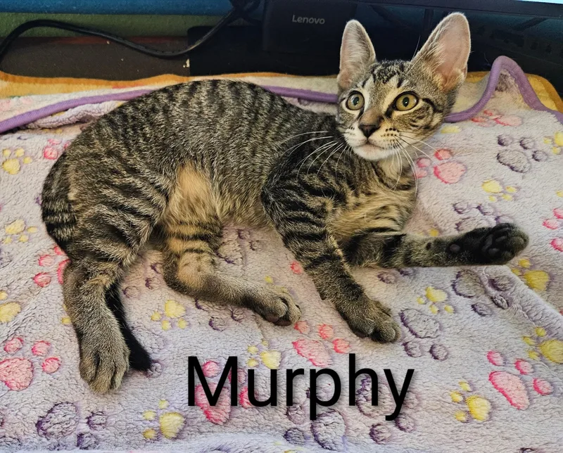 Murphy  North Conroe thumbnail 2