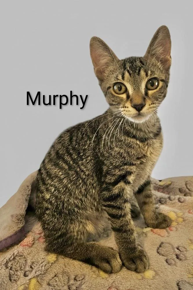Murphy  North Conroe thumbnail 3