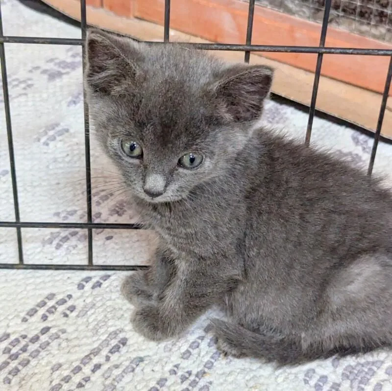 A young medium-sized female Gray / Blue / Silver Domestic Short Hair cat named Lilly for adoption in North Babylon, NY