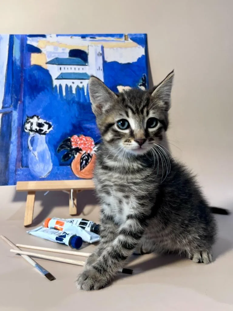 A baby medium-sized male Domestic Short Hair cat named Henri Catisse for adoption in Vacaville, CA