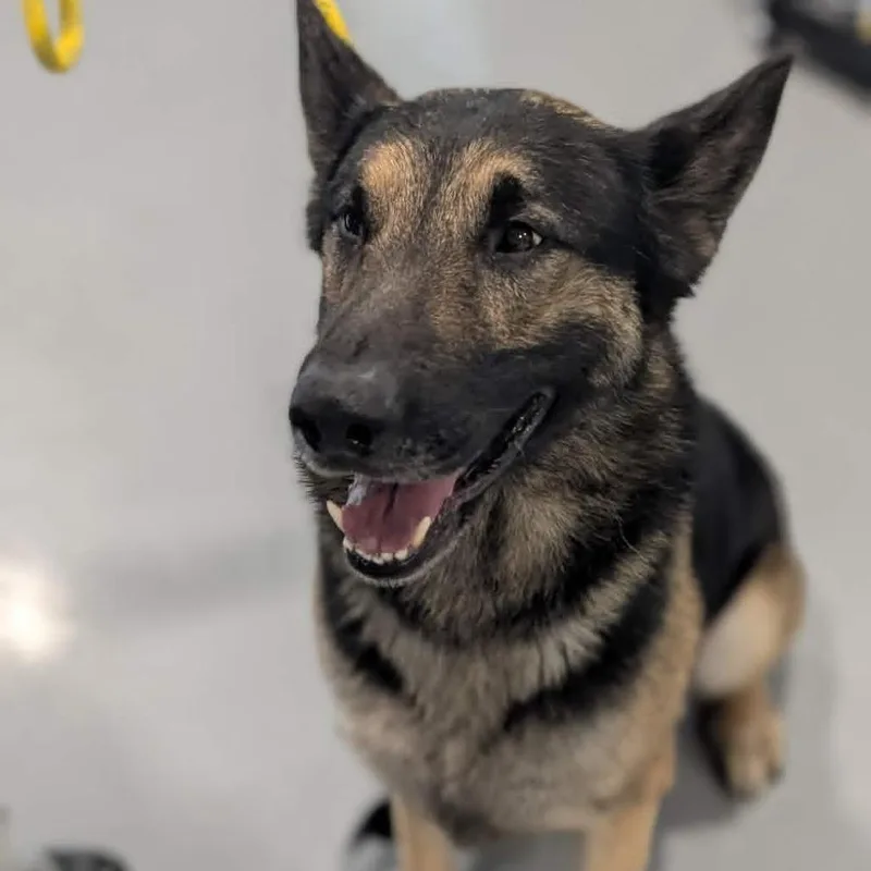 An adult large-sized male Black German Shepherd Dog dog named Hunter for adoption in CHANUTE, KS