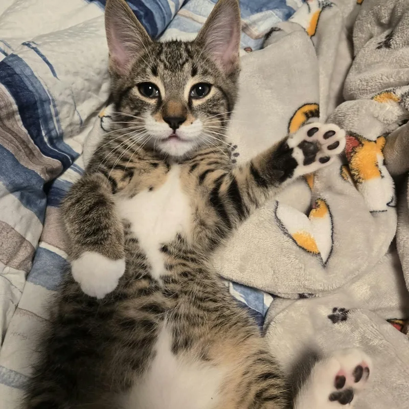 A baby medium-sized male Domestic Short Hair cat named Tax Evasion & Vehicular for adoption in Warwick, RI