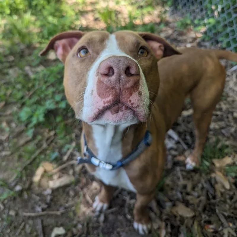 Trombone thumbnail 3