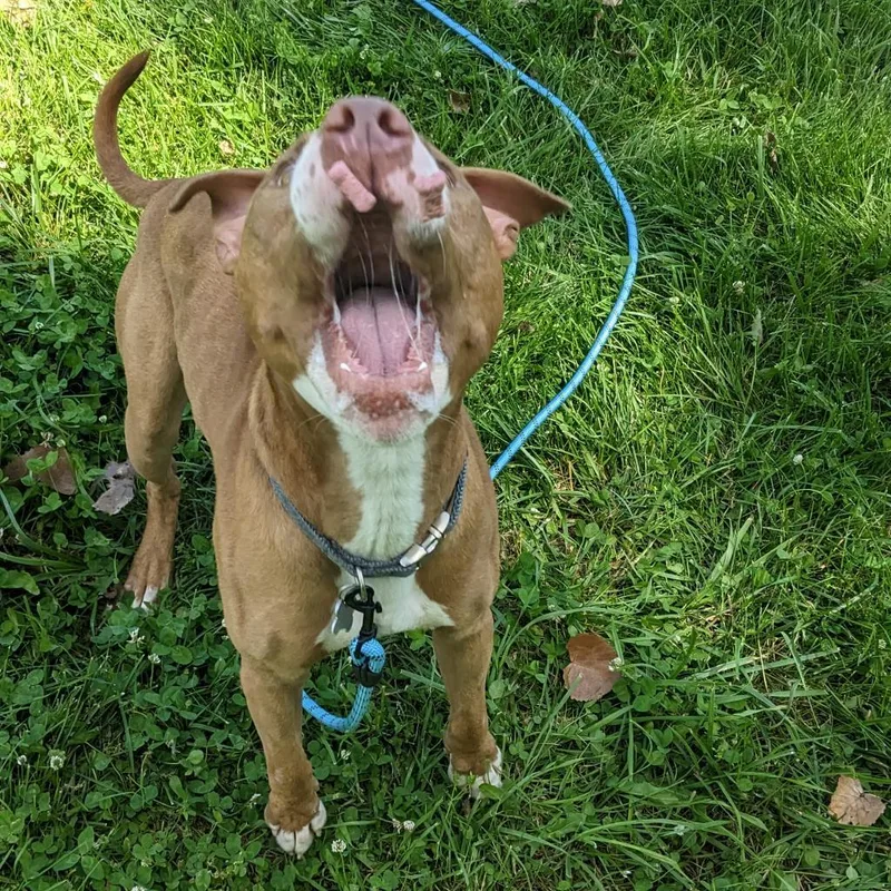 Trombone thumbnail 4