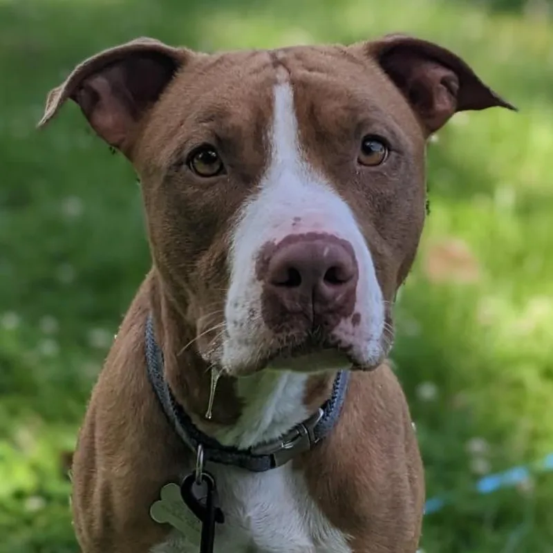 Trombone thumbnail 5