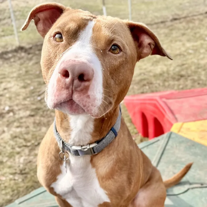 Trombone thumbnail 6